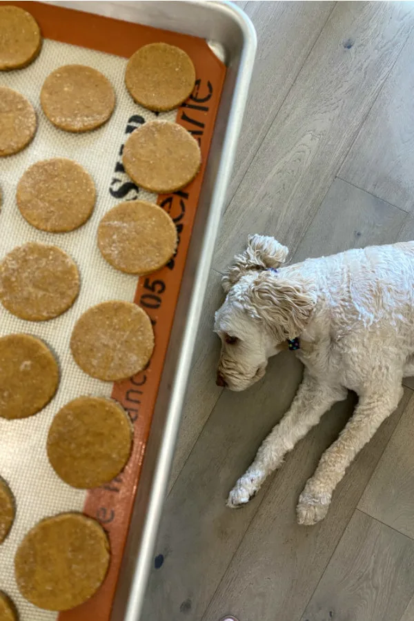 Biscuits chien 1